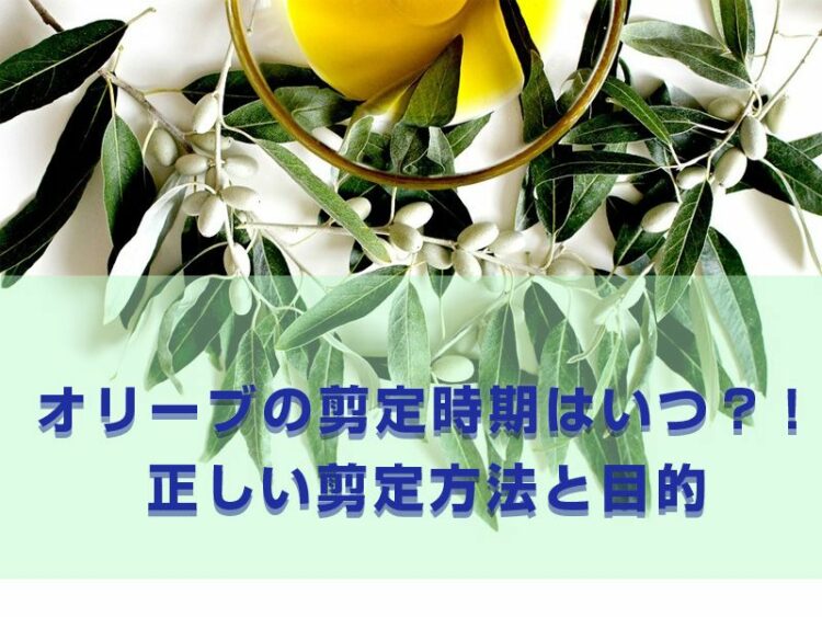 オリーブの剪定時期はいつ？正しい剪定方法と目的を覚えよう！