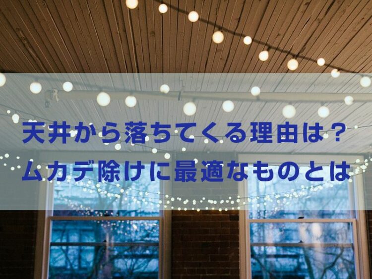 ムカデが天井から落ちてくる理由はなに？ムカデ除けに最適なものとは