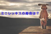 ミニレッキスの寿命は何年？長生きさせるために知っておきたいこと