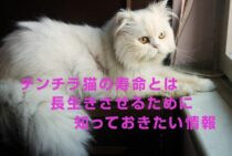 チンチラ猫の寿命とは。長生きさせるために知っておきたい情報