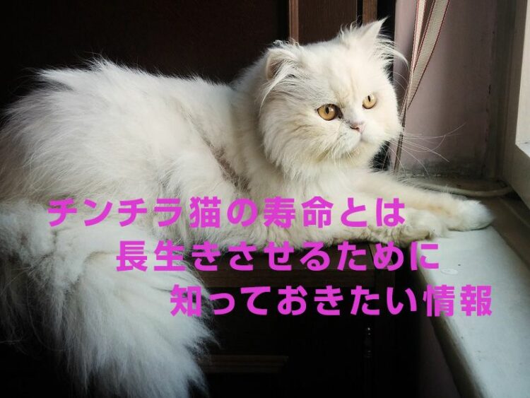 チンチラ猫の寿命とは。長生きさせるために知っておきたい情報