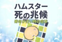 こんなときはハムスターの寿命が近づいているかも…死に際の兆候や症状について