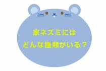 家に出るネズミは3種類！長期的にネズミを寄せ付けないためには