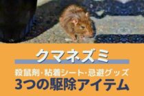 クマネズミを確実に駆除する３つの方法｜効果的な忌避グッズと注意点