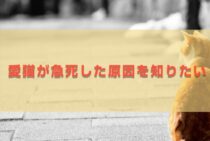 愛猫が急死した原因を知りたい。突然の別れを防ぐためにできること