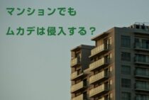 マンションでもムカデは侵入する？対策方法や侵入経路を紹介します！