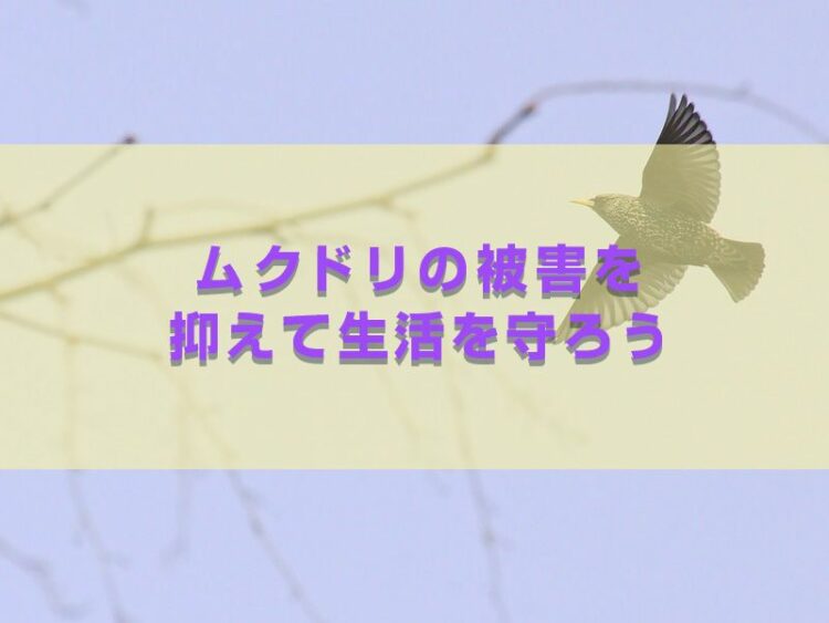群れで動くムクドリの習性って？ムクドリの被害を抑えて生活を守ろう
