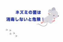ネズミの菌は消毒しないと危険！糞尿の処理方法と駆除について