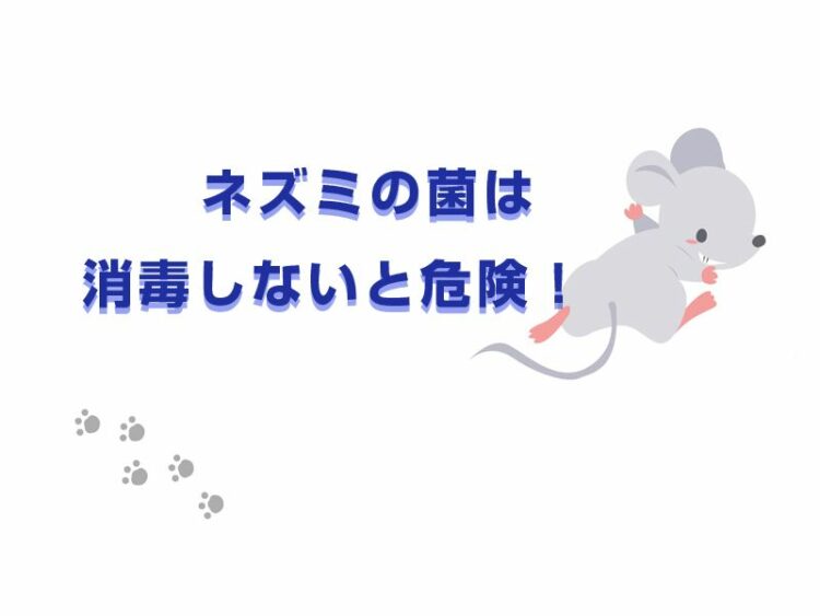 ネズミの菌は消毒しないと危険！糞尿の処理方法と駆除について
