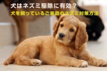 犬はネズミ駆除に有効？犬を飼っているご家庭のネズミ対策方法とは