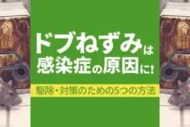 ドブネズミを完全駆除する方法解説|生態や種類を被害状況から知ろう