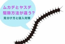 ムカデとヤスデは駆除方法が違う？見分け方と侵入対策について
