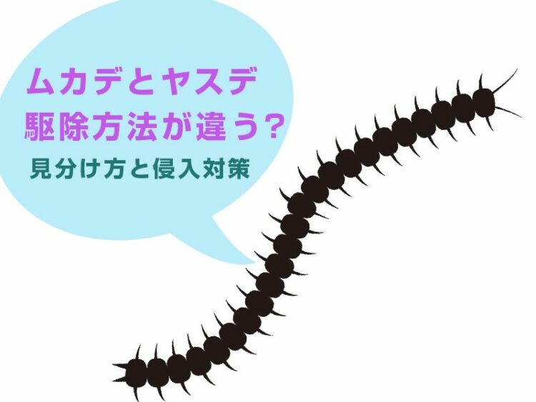 ムカデとヤスデは駆除方法が違う？見分け方と侵入対策について