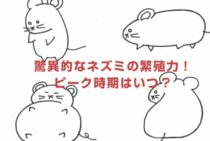驚異的なネズミの繁殖力！ピーク時期はいつ？被害の拡大を防ぐには