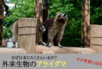 外来生物のアライグマがなぜ日本にたくさんいるの？その背景に迫る