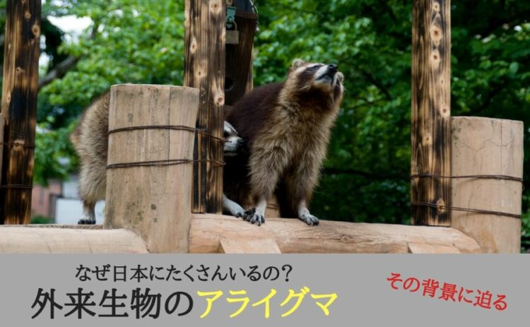 外来生物のアライグマがなぜ日本にたくさんいるの？その背景に迫る