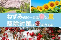 ねずみが出る時期・繁殖ピーク・被害時期を知って効果的に駆除しよう