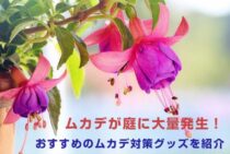 ムカデが庭に大量発生！おすすめのムカデ対策グッズを紹介します