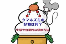クマネズミの好物は何？クマネズミの生態や効果的な駆除方法を解説！