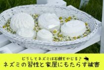 どうしてネズミは石鹸をかじる？ネズミの習性と家屋にもたらす被害