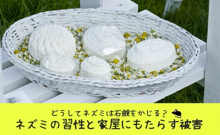 どうしてネズミは石鹸をかじる？ネズミの習性と家屋にもたらす被害