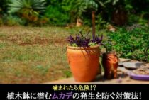 噛まれたら危険！？植木鉢に潜むムカデの発生を防ぐ対策法！