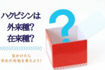 ハクビシンは外来種？在来種？もし見かけたら早めの対処を考えよう！