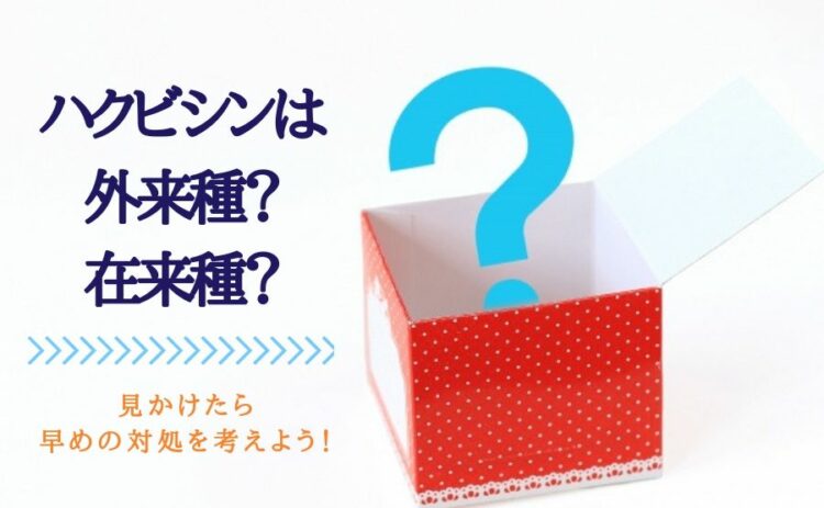 ハクビシンは外来種？在来種？もし見かけたら早めの対処を考えよう！