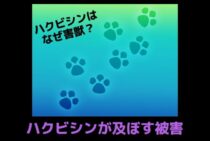 ハクビシンはなぜ害獣と言われているのか？ハクビシンが及ぼす被害
