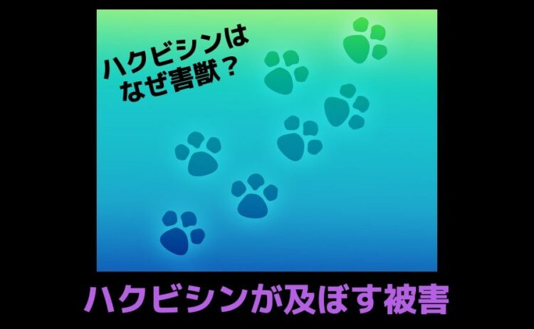 ハクビシンはなぜ害獣と言われているのか？ハクビシンが及ぼす被害