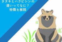 タヌキとハクビシンの違いってなに？それぞれの特徴を解説