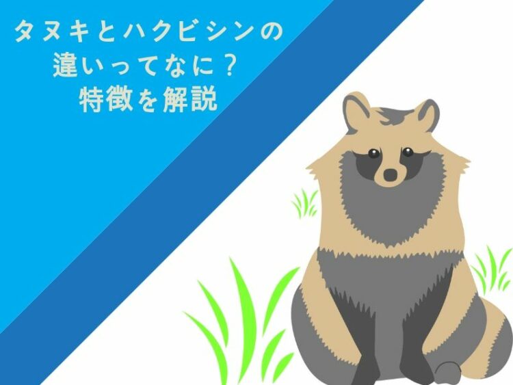 タヌキとハクビシンの違いってなに？それぞれの特徴を解説
