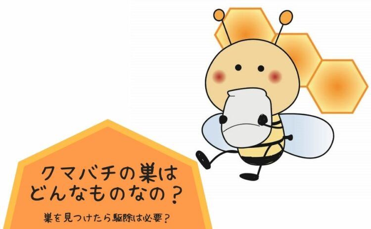 クマバチの巣はどんなものなの？巣を見つけたら駆除は必要？