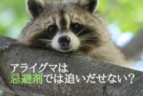 アライグマを忌避剤で手軽に撃退！使用時の注意点を解説