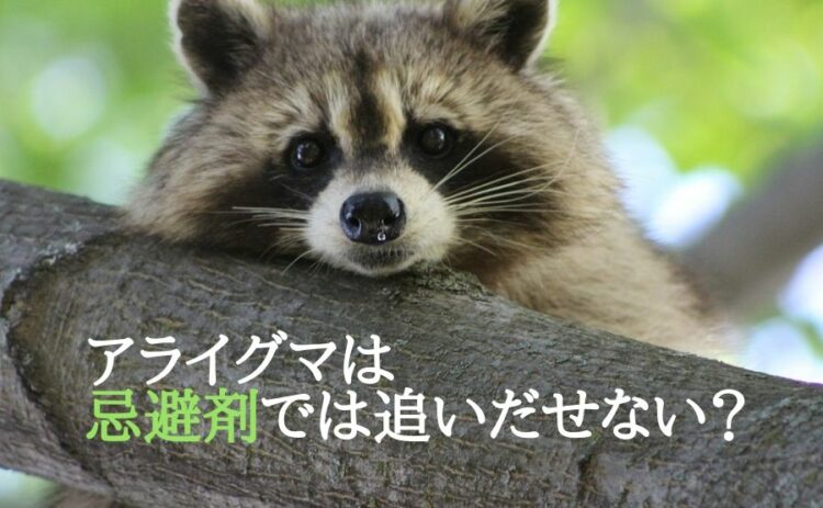 アライグマは忌避剤では追いだせない？被害を拡大させないためには