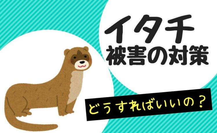 イタチに侵入されると厄介！イタチ被害の対策はどうすればいいの？