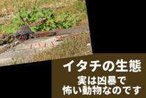 【実は怖い】イタチの生態｜生息場所・習性・弱点・繁殖まとめ