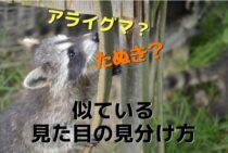 アライグマとタヌキの見分け方は簡単！ひと目でわかるしっぽの違い