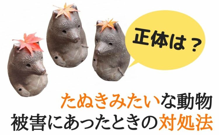 たぬきみたいな動物の正体は？被害にあったときの対処法などをご紹介
