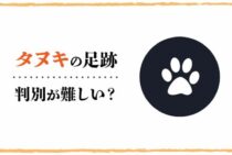 タヌキの足跡は判別が難しい?タヌキがもたらす被害から対策まで満載