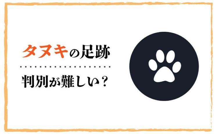 タヌキの足跡は判別が難しい?タヌキがもたらす被害から対策まで満載