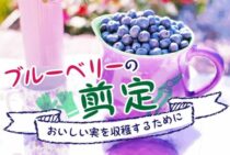 ブルーベリー栽培は剪定が大事！時期や方法など重要なポイントを解説