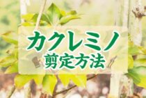 カクレミノの剪定方法をご紹介！正しく知って楽しく育てよう
