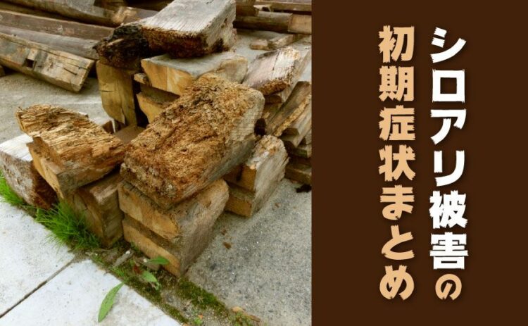 シロアリ被害の初期症状まとめ！症状があれば本格的に調査をしよう