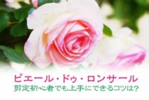 ピエール・ドゥ・ロンサールの剪定が初心者でも上手にできるコツは？