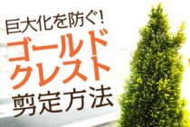 ゴールドクレストに剪定は欠かせない！特徴を知ってきれいな庭木へ
