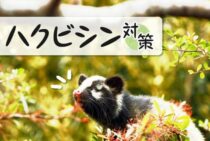 ハクビシンは凶暴で注意が必要！リスクを避けるために知っておくべき特徴