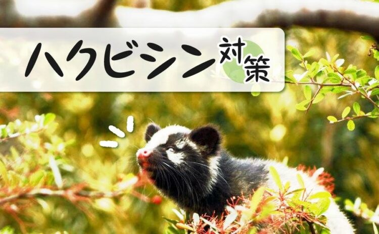 ハクビシンの特徴を知って対策を！ハクビシンは凶暴で注意が必要？