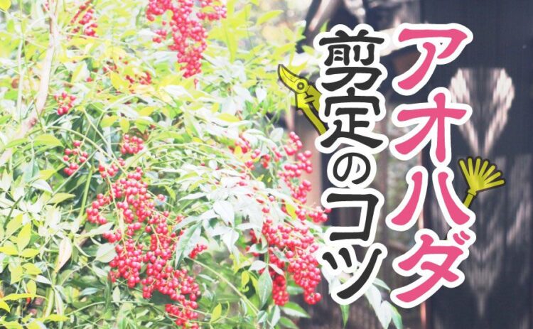 アオハダの剪定のコツとは？シンボルツリーの育て方とポイント