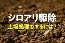 土壌処理でシロアリをブロック！土の中から来るシロアリに最適な処理剤